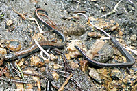 Inyo Mountains Slender Salamander