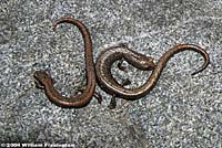 Black-bellied Slender Salamander comparison