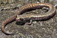 San Gabriel Mountains Slender Salamander