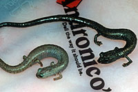 San Gabriel Mountains Slender Salamander comparison