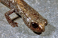 San Gabriel Mountains Slender Salamander