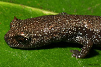 San Gabriel Mountains Slender Salamander