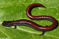 Gabilan Mountains Slender Salamander