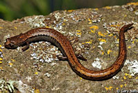 Gabilan Mountains Slender Salamander