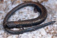 Gregarious Slender Salamander