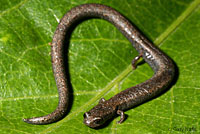 Gregarious Slender Salamander