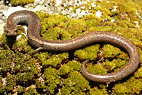 Gregarious Slender Salamander