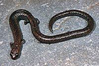 San Simeon Slender Salamander