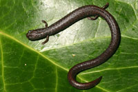 San Simeon Slender Salamander