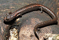 Sequoia Slender Salamander