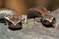 Sequoia Slender Salamander