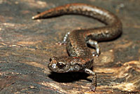 Sequoia Slender Salamander