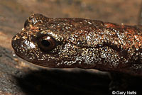 Sequoia Slender Salamander