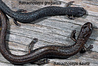 Gregarious Slender Salamander Comparison