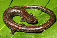 Sequoia Slender Salamander