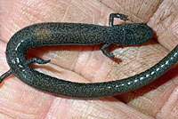 Sequoia Slender Salamander