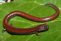 Santa Lucia Mountains Slender Salamander