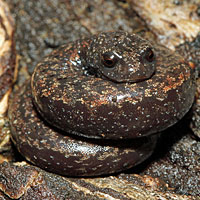 Santa Lucia Mountains Slender Salamander