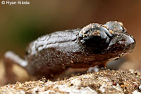 Lesser Slender Salamander