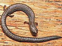Lesser Slender Salamander