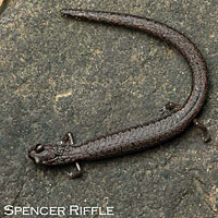 Lesser Slender Salamander