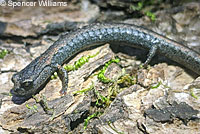 Lesser Slender Salamander