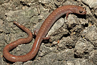 Garden Slender Salamander