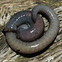 Garden Slender Salamander