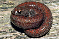 Garden Slender Salamander