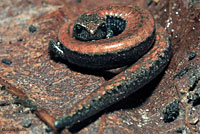 Black-bellied Slender Salamander