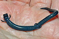 Black-bellied Slender Salamander