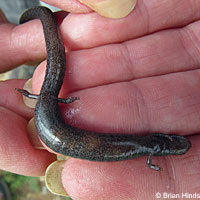Black-bellied Slender Salamander