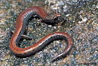 slender salamander