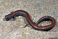 Black-bellied Slender Salamander