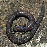 Black-bellied Slender Salamander