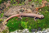 Borrego Slender Salamander