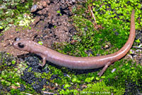 Borrego Slender Salamander