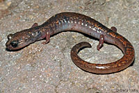 Channel Islands Slender Salamander