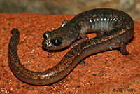 Channel Islands Slender Salamander