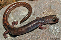 Channel Islands Slender Salamander