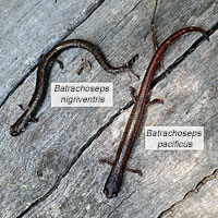 Channel Islands Slender Salamander