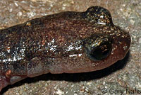 Channel Islands Slender Salamander