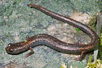 Kings River Slender Salamander