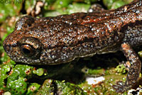 Sequoia Slender Salamander