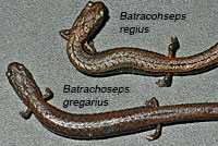 Gregarious Slender Salamander Comparison