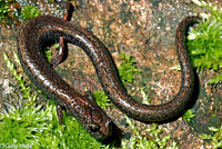 slender salamander
