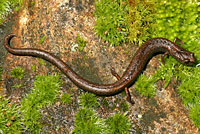 Kings River Slender Salamander
