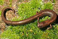 Kings River Slender Salamander