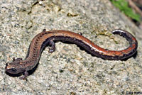 Greenhorn Mountains Slender Salamander