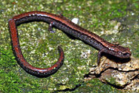 Greenhorn Mountains Slender Salamander